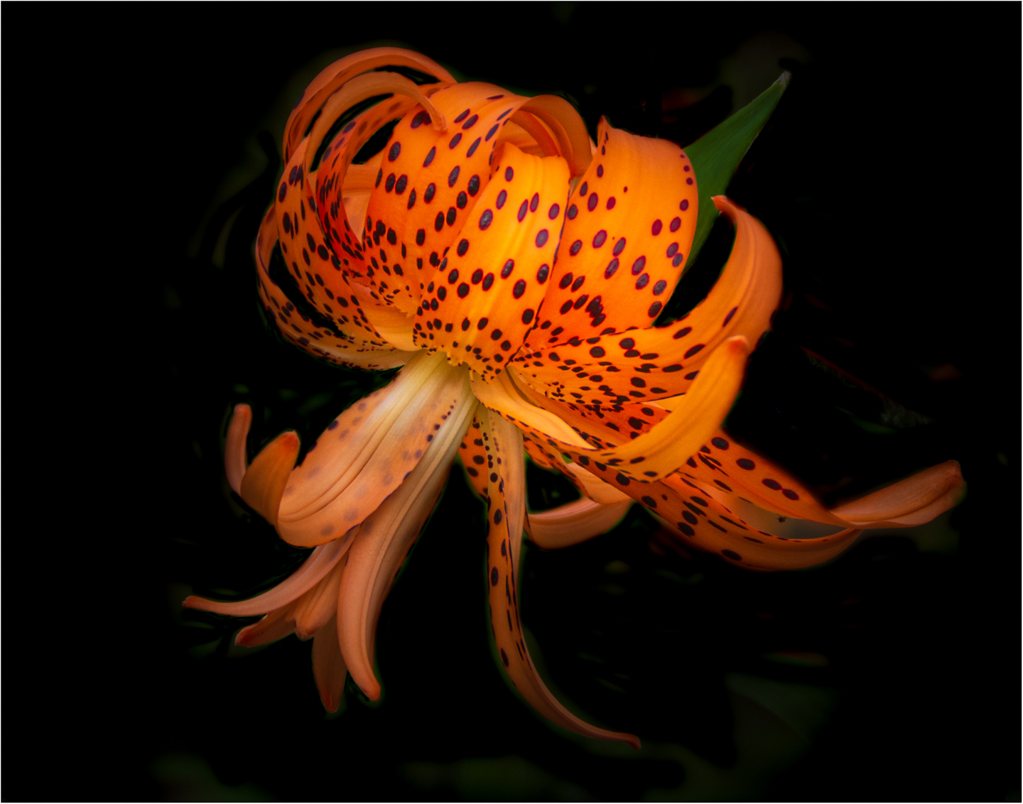 2nd PrizeAssigned Pictorial In Class 3 By Nancy L. Allen For Graceful Tiger Lily SEP-2021.jpg